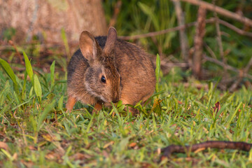 Marsh Rabbvit in Grass