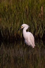 Snowy Egret with Dark Background