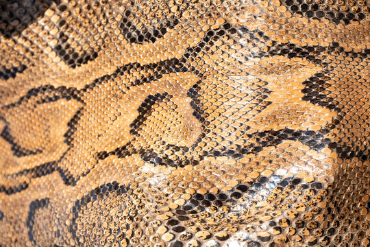Real genuine python snake skin background, exotic animals confiscated by border by custom, banned from entry into Europe