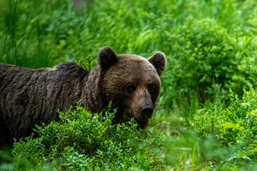 Fototapeta premium A lone wild brown bear also known as a grizzly bear (Ursus arctos) in an Estonia forest, walking through the bushes and shrubs or the forest floor whilst looking at the camera