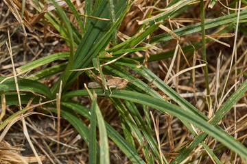 Locust are sitting in the grass on the lawn. Locust, acrides - several species of insects of the family of true locusts (Acrididae).