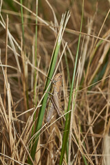 Locust are sitting in the grass on the lawn. Locust, acrides - several species of insects of the family of true locusts (Acrididae).