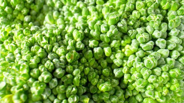 A captivating macro video showcases the intricate details of broccoli using a probe lens, revealing its mesmerizing textures and vibrant colors. Vegetable concept. Broccoli background. 4K HDR
