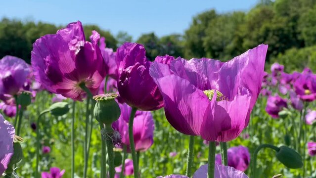 Purple poppies field in Germany. Flowers and seed head. Poppy sleeping pills, opium. High quality 4k footage