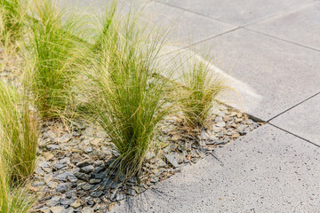 Detail of ornamental grasses in small urban garden, patio or terrace