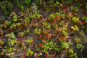 Vertical green garden decoration on the wall. Vertical gardening.