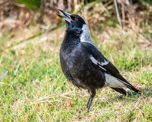 Australian Magpie carolling some bird song from the grass embankment
