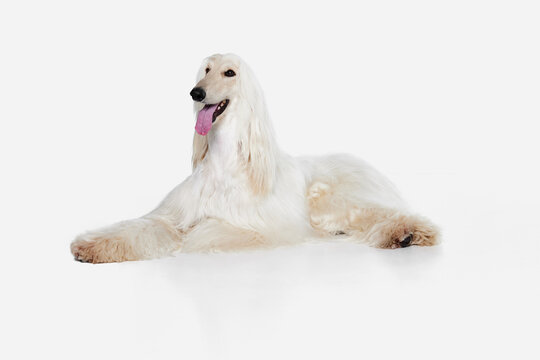 Image of beautiful, smart, purebred Afghan Hound dog lying on floor against white studio background. Concept of animal, dog life, care, beauty, vet, domestic pet. Copy space for ad