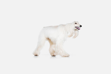 Image of purebred white Afghan Hound dog walking against white studio background. Concept of animal, dog life, care, beauty, vet, domestic pet. Copy space for ad