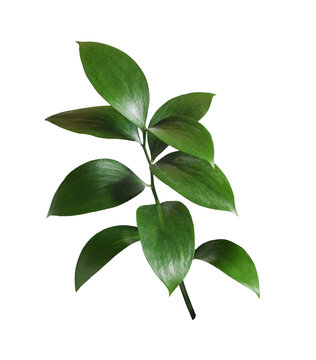 Fototapeta Twig of ruscus with green leaves isolated on white or transparent background