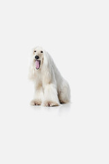 Image of beautiful, smart, purebred Afghan Hound dog sitting and yawning against white studio background. Concept of animal, dog life, care, beauty, vet, domestic pet. Copy space for ad