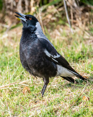 Australian Magpie carolling some bird song from the grass embankment