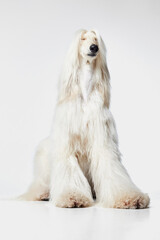 Image of beautiful, smart, purebred Afghan Hound dog sitting with eyes closed against white studio background. Concept of animal, dog life, care, beauty, vet, domestic pet. Copy space for ad