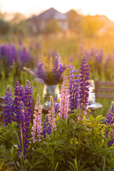Obraz premium Romantic table decor for a loving couple on the blooming meadow with purple lupines. Two glasses of wine, flowers in a vase, silverware, fruits, wooden furniture and picnic basket. Sunset, golden hour