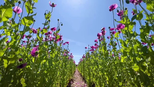 Purple poppies field in Germany. Flowers and seed head. Poppy sleeping pills, opium. High quality 4k footage