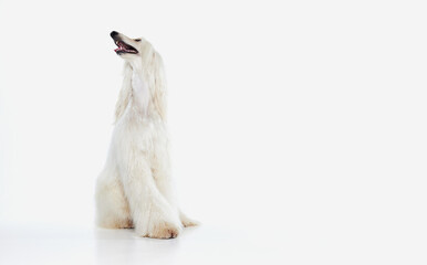 Image of beautiful, smart, purebred Afghan Hound dog sitting against white studio background. Concept of animal, dog life, care, beauty, vet, domestic pet. Copy space for ad