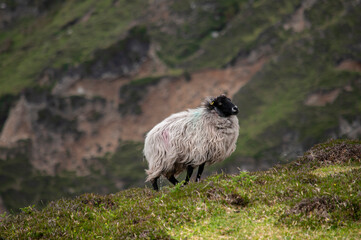Mayo blackface mountain sheep