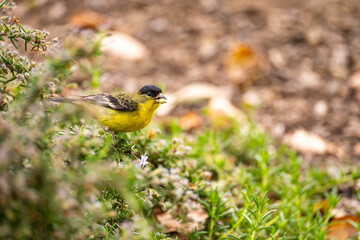 The lesser goldfinch (Spinus psaltria) sits on a rosemary bush and eats seeds. 