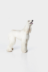 Image of purebred, beautiful Afghan Hound dog standing and attentively looking against white studio...
