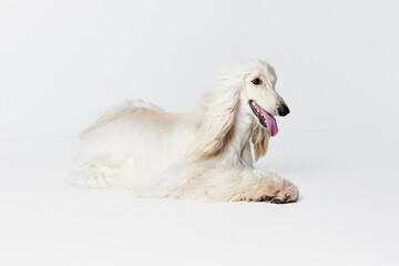 Image of smiling, purebred, beautiful Afghan Hound dog lying on floor against white studio background. Concept of animal, dog life, care, beauty, vet, domestic pet. Copy space for ad
