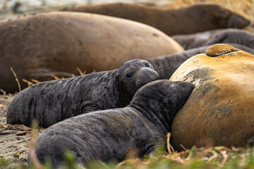 Newborn elephant seal pups lie next to their mother, Drakes Beach, California.