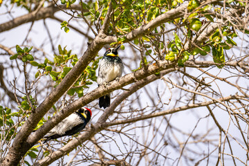 Pair of Acorn woodpecker sitting on a tree.
