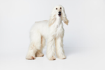Image of purebred, beautiful Afghan Hound dog standing and attentively looking against white studio...