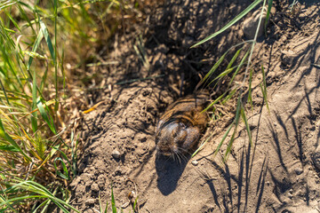 Valley Pocket Gopher (Thomomys bottae) emerging from the burrow.