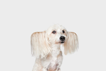 Image of purebred, funny, cute looking Chinese Crested Dog with big ears sitting against white studio background. Concept of animal, dog life, care, beauty, vet, domestic pet. Copy space for ad
