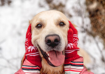 Golden retriever dog with tongue out enjoying girl hands on winter nature background