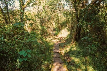 A wooden footpath in the forest at Mount Sabyinyo in Mgahinga Gorilla National Park, Uganda
