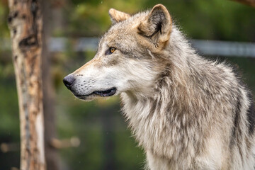 Close-up of wolf at Yellowstone Grizzly and Wolf Discovery Center.