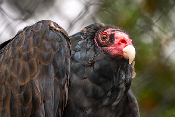Close-up of Turkey vulture (Cathartes aura) 