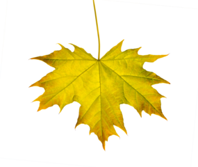 Yellow Maple leaf as an autumn symbol Isolated on transparent background. Design object with clipping path