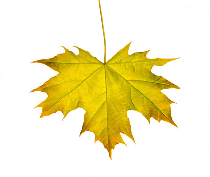 Yellow Maple leaf as an autumn symbol Isolated on transparent background. Design object with clipping path
