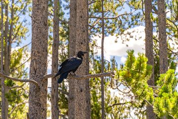 Common raven (Corvus corax) sitting on a pine branch, Yellowstone National Park. 