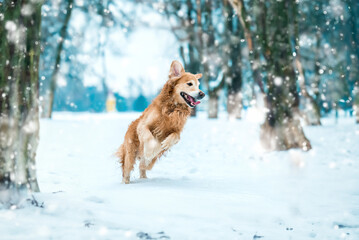 Active golden retriever walk at the snow in winter park