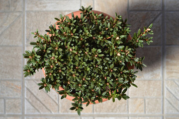 Fototapeta na wymiar Top view of Chinese dwarf rhododendron in the flower pot