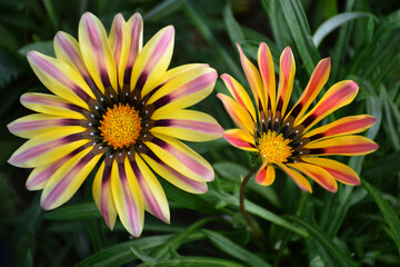 Flowering Gazania growing in the garden
