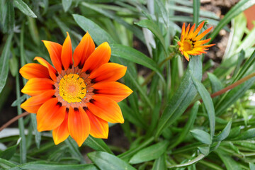 Top view of orange Gazania flower