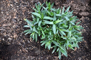  Carnation flower plant (Dianthus caryophyllus) in the spring garden