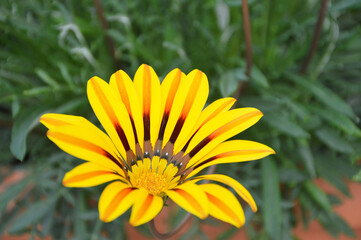 Close up of Gazania flower