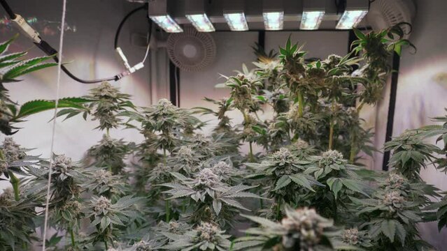 Cannabis Growing Indoors
