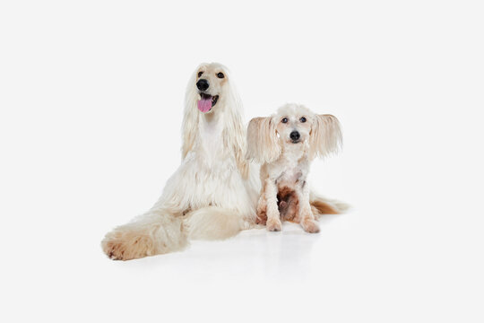 Image of beautiful, purebred Afghan Hound and Chinese Crested Dog against white studio background. Friends. Concept of animal, dog life, care, beauty, vet, domestic pet. Copy space for ad