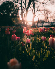 Vibrant Blooms: the Fragile Beauty and Fresh Growth of Tulips; Delicate petals of pink and red tulips in nature.