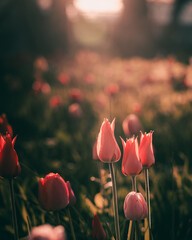 Vibrant Blooms: the Fragile Beauty and Fresh Growth of Tulips; Delicate petals of pink and red tulips in nature.