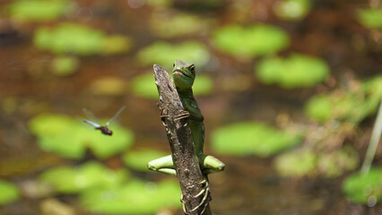 a green basilisk lizard on a branch watching a dragonfly