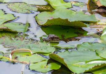 baby spectacled caiman sitting on a lily pad in a lagoon