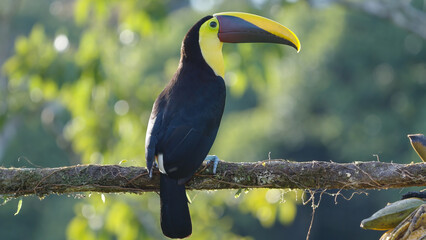 yellow-throated perched on a branch at boca tapada