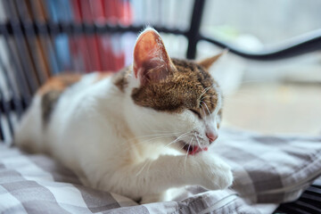 beautiful cute cat licking his paw on stylish bed with funny emotions on background of room.